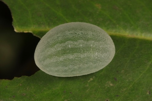 sinobug:Limacodid Slug Caterpillar (Cup Moth, Belippa horrida, Limacodidae) “Jelly Bean”by Sinobug