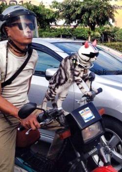 blazepress:  It may be hard to accept, but you’ll never be as cool as this cat.
