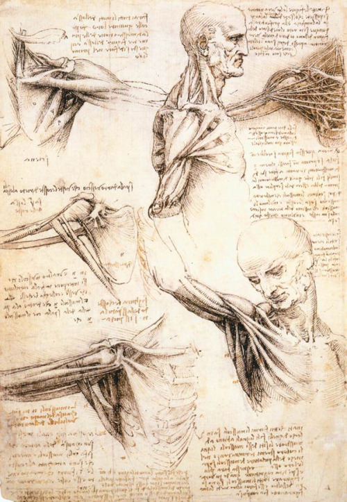 Leonardo Da Vinci’s anatomical sketches of the shoulder and arm. In the early 1500s, Da Vinci partic