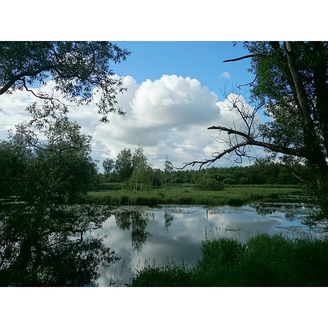 #Palace #park, #Gatchina #Russia  #travel 🌍   #nature #beauty 💧 ☁ 🌲 #landscape