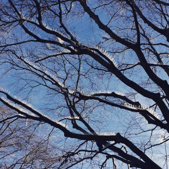 Rich people in Bristol install anti-bird spikes in trees to keep shit off their cars,