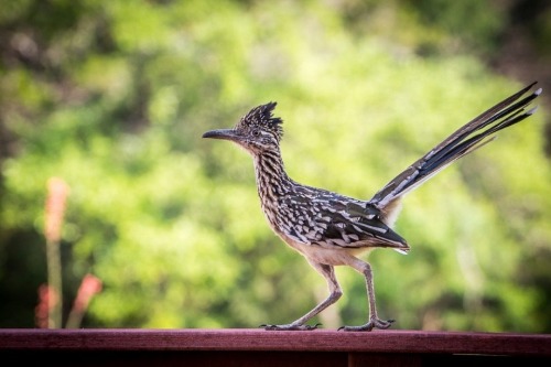 Roadrunner Appreciation Post