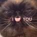 cat-memes-only: