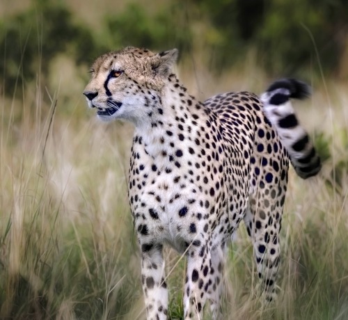 beautiful-wildlife:Wagging Tail by Paul Keates