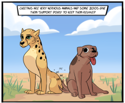 princessfangface:  benteja:  holmesandtheroman:  madlori:  tastefullyoffensive: by Xergion This is true! The zoo where I volunteer (the illustrious Columbus Zoo &amp; Aquarium) was one of the pioneers of this program. Our zoo is known for raising cheetah