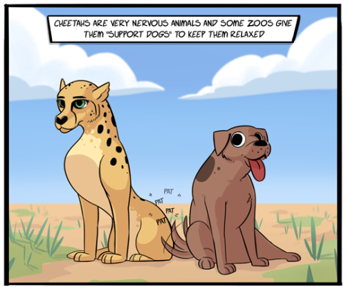 cezarywho: madlori:  tastefullyoffensive: by Xergion This is true! The zoo where I volunteer (the illustrious Columbus Zoo & Aquarium) was one of the pioneers of this program. Our zoo is known for raising cheetah cubs. Cheetahs have a terrible infant