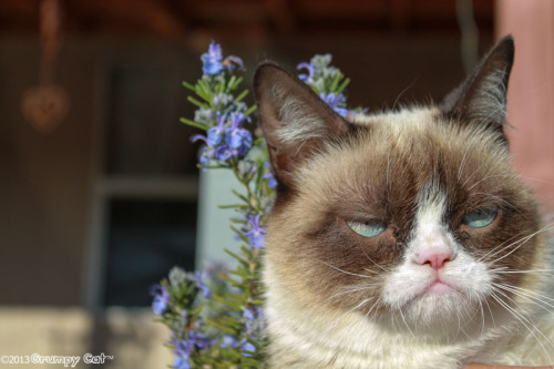 realgrumpycat:  The Daily Grump | March 30, 2013 