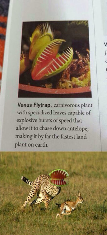 Porn srsfunny:Carnivorous Plant In Action photos