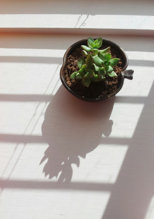 saailboaats:First plant!What should i name it?