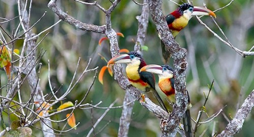 deerbait:  toods:  end0skeletal:  The curl-crested porn pictures