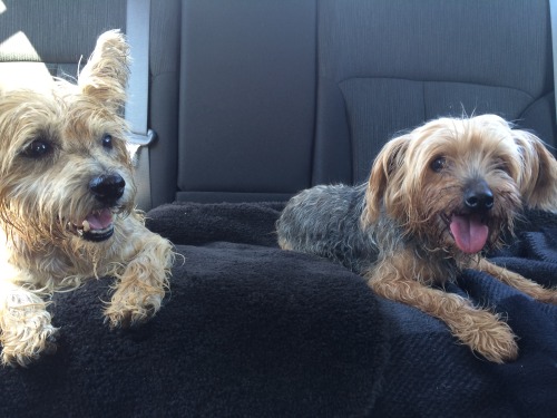 We took the pups to the beach for one last romp before school started. Max (left) never swims, and K