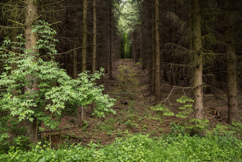 florianpainke:i went to the woods II