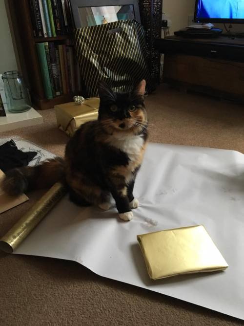 catsbeaversandducks:10 Cats Who Don’t See The Point In Wrapping Christmas Presents “Oh c'mon, you kn