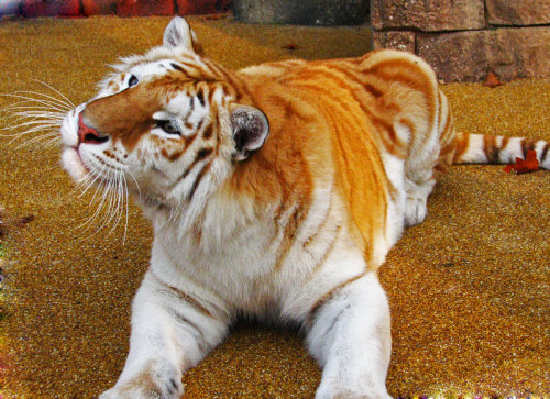 sailorbrazil: kirabo01blog: Golden tiger Big tabby kitty