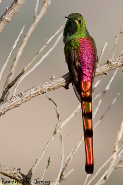 fairy-wren:  Red Tailed Comet. Photo by Ramon Moller Jensen 