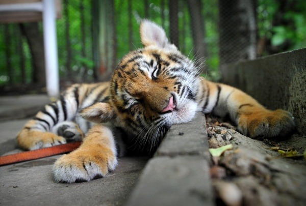 failsnet:  Tumblr Fails.net - Looks too cute while sleeping