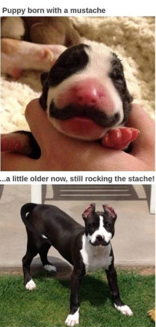 collegehumor:
“wastetheday:
“ Checking in on the puppy born with a mustache…
”
Good sir, you may not simply smell my hindquarters without expecting to meet MY FISTICUFFS!
”
Dammit! I’ve been working on my stache for years and this dog is born with a...