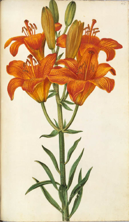 design-is-fine:Hans Simon Holtzbecker, Feuerlilie, (Lilium bulbiferum), 1664-71. Drawing, Hamburg, G