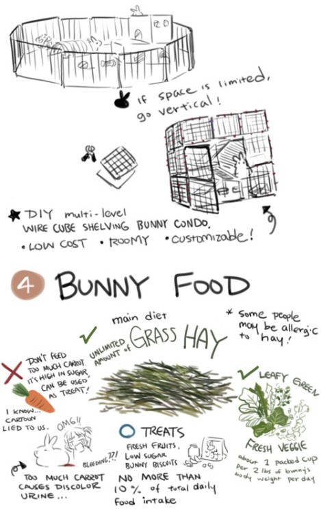 zeldacw-love:^ Important Bunny Care info to consider before getting a pet bunny.Also…-Bunnies are VERY fragile and are n