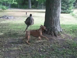 ponybalderdashery:sizvideos:Emu and dog running aroundYou’re itI just imagine this being you chasing a dog going “Doggy! Let me love youuuu~” xp