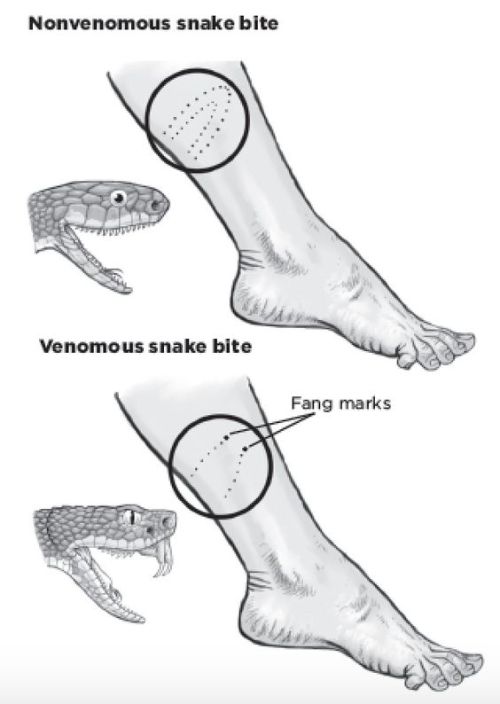 Only venomous snakes have fangs. However, just like venomous snakes, non-venomous snakes have teeth.