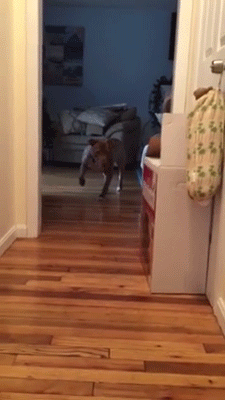 sizvideos:    Did you ever see a dog tip-toe? Watch the full video 