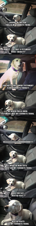 haha-woww:  lolfactory:  My favorite thing☆ funny tumblr ☆ MOAR funny pictures  haha…. woww….