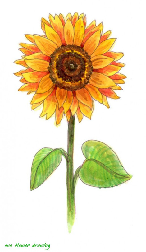 Sunflower Drawing Tumblr
