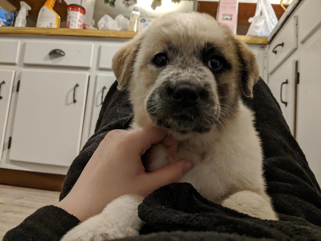 The face of a Bulldog and the floof of a Great Pyrenees: Meet Lolita via 
Submitted March 24, 2020 at 04:00PM by taegannicole,...