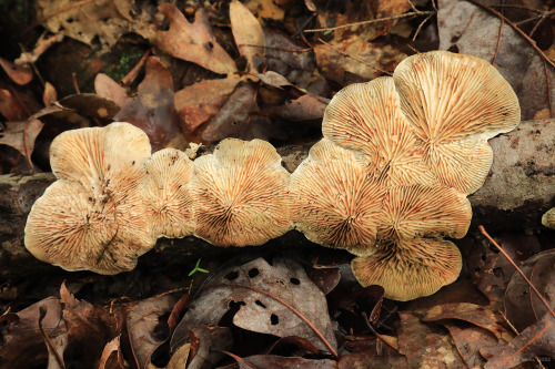 vandaliatraveler:For the mycophiles: a selection of Appalachia’s early spring fungi. Forgive m