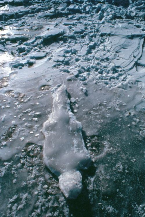 woundgallery:Ana Mendieta, Untitled: Silueta Series, Iowa, 1977 Photograph 