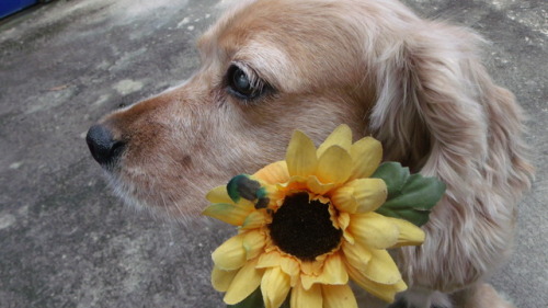 ultralataieck:i just found a fake sunflower but she enjoy it!