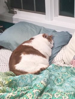 babyanimalgifs:  A fat cat.