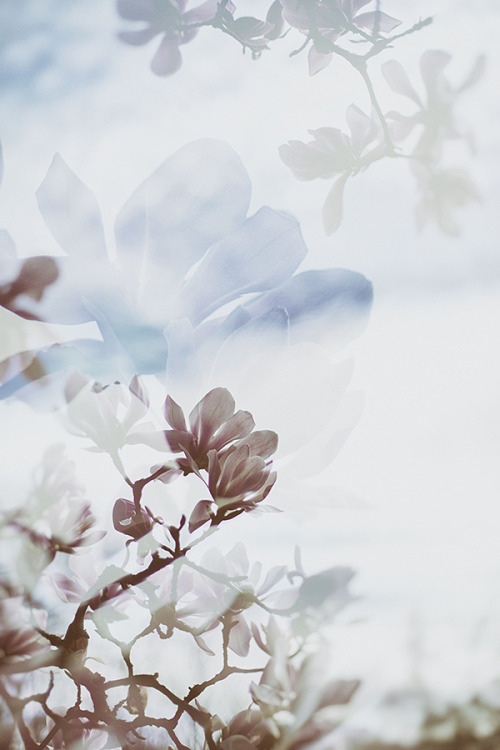 cinnamonthursdays: Magnolia (Reviving) - from the ‘Hypnagogia’ series By Karolina Koziel
