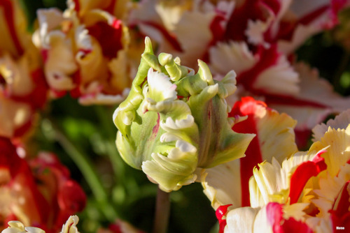 Wooden Shoe tulip farm in Oregon.