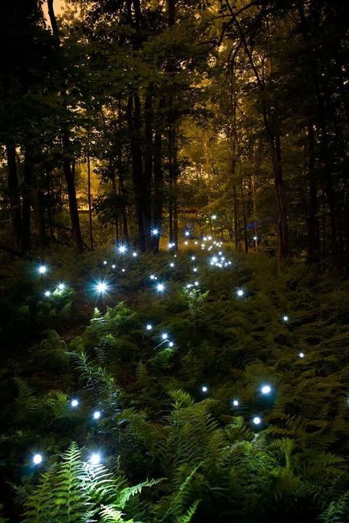 trickstersmakethisworld:Scandinavian FolkloreIrrbloss/ Lyktgubbe  Will o’wisp or ghost lightsThese a