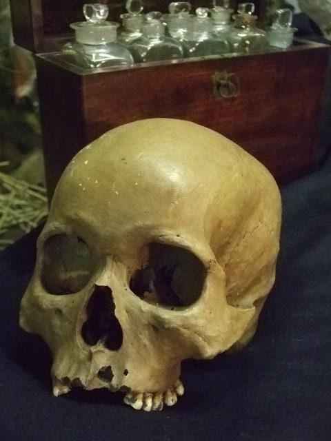 SKULLS and BONES FOR SALE
Hello my dear followers form US ( and all over the world),
I received this mail from Sonia, who is trying to sell skulls and bones from her father’s collection.
I’m really far from the US, but I’m glad to help her on...