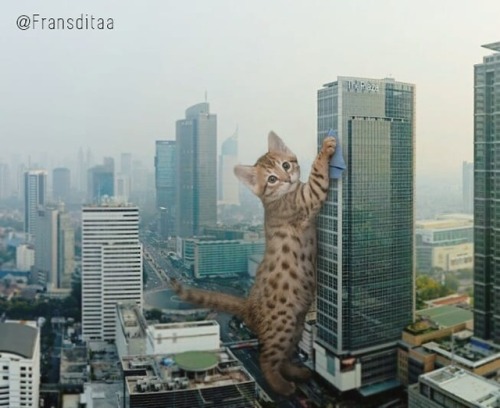 catsbeaversandducks: Catzillas: Giant Cats In Urban Landscapes Indonesian artist Fransdita Muafidin 