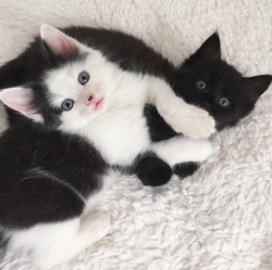 catsbeaversandducks:  Kittens Kittens kIttens!