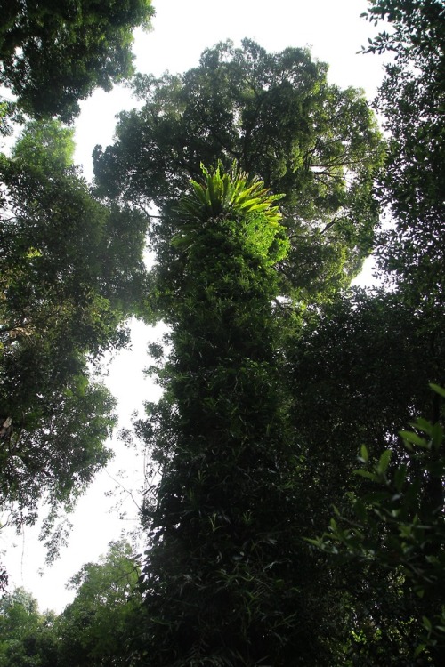 naturenymph69: Dorrigo National Park, New South Wales, AustraliaBy GENERALAESTHETICS.TV