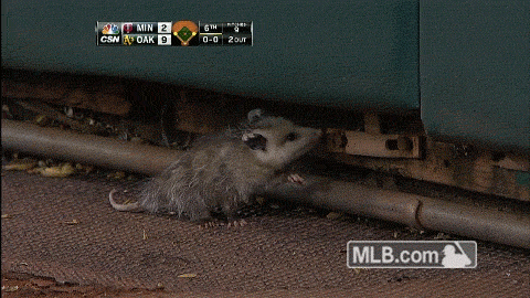 possumoftheday: Today’s Possum of the Day has been brought to you by: Baseball!