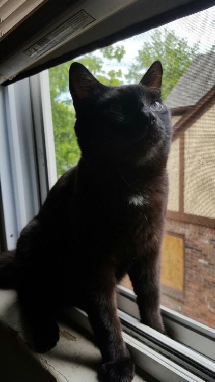 hi this is my cat adamska he’s stinky & i love him(submitted by @milksnot)