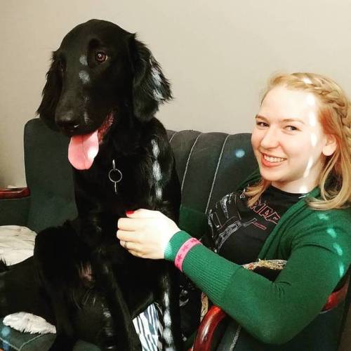 My mom’s giant flatcoat retriever can totally be a lapdog, right? #dogsofinstagram