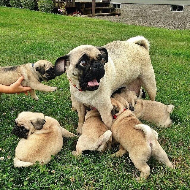 Are you sure these are all mine???   #cute #cuteanimals #cutepet #petaofinstagram