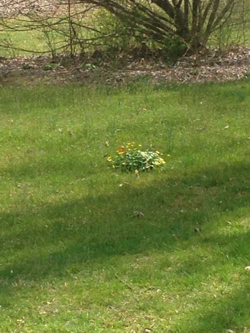 i looked out at my backyard and there&rsquo;s this small patch of leaves and flowers from out of