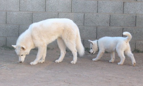 XXX dragonsandbutts:  6woofs:  Follow the Leader! photo