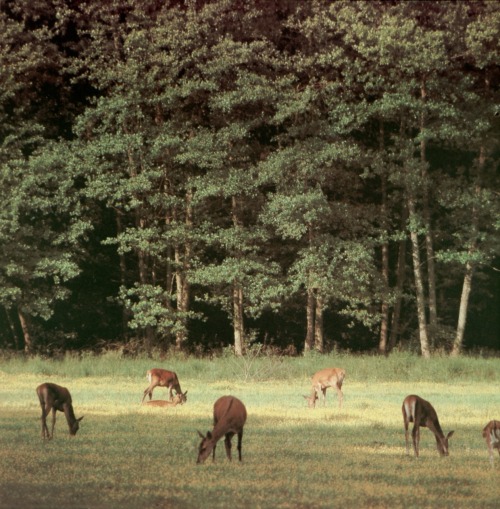 sovietpostcards:Roe deer in the Moose Island Nature Reserve. Photo by A. Kholodov (Moscow oblast, 1989).