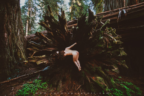 corwinprescott:“We Were Wanderers”Redwoods, Ca 2017We spent two weeks on the road camping in the forest, and cooking our food over the fire.  The redwoods have always been one of my favorite places in the world.  A place were the calm washes over
