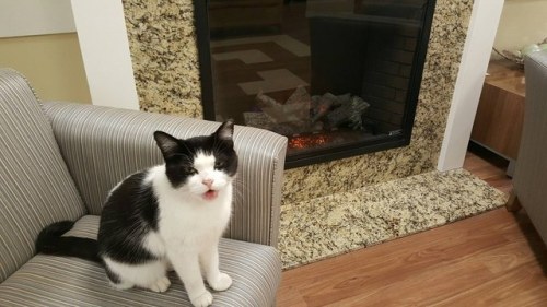 catsbeaversandducks:Stray Cat Wanders into Nursing Home and Decides to Work ThereA black and white c