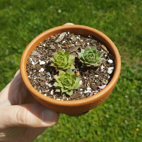 Found some sempervivum in my compost heap, so I stuck them in a tiny pot.